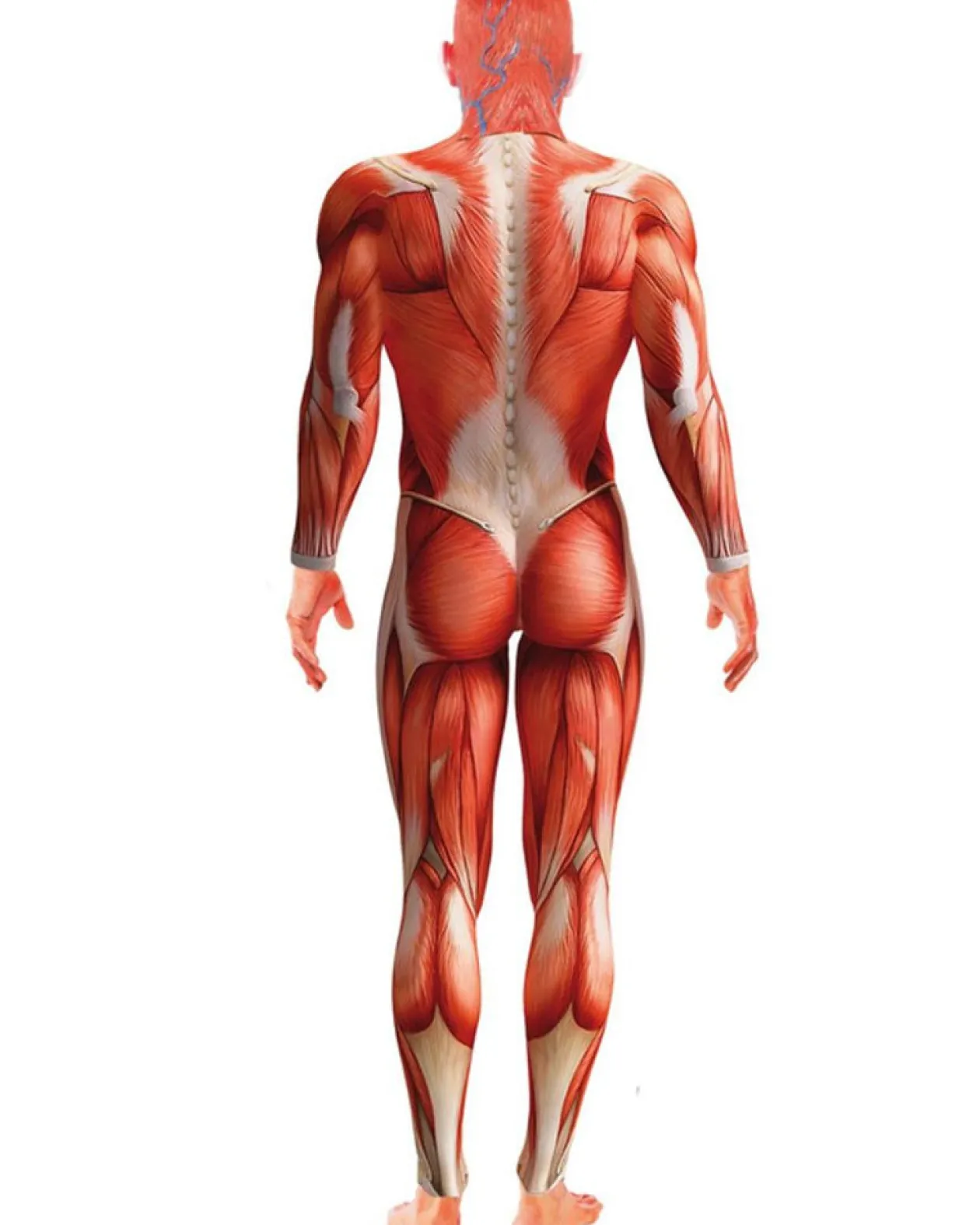 Smiffys Anatomy Man Mens Costume Clearance