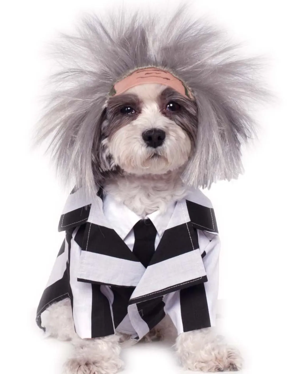 Rubies Beetlejuice Pet Costume New