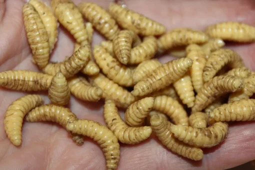 ForensicFX Studios Maggots Online