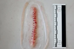 ForensicFX Studios Opened Stitches Prosthetic Store