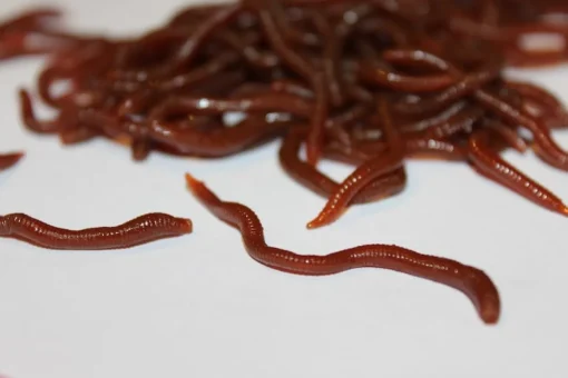 ForensicFX Studios Realistic Worm Prop Best