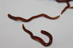 ForensicFX Studios Realistic Worm Prop Best