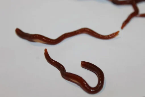 ForensicFX Studios Realistic Worm Prop Best