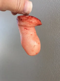 ForensicFX Studios Severed Toe Prop Store
