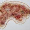 ForensicFX Studios Zombie Face Burn Prosthetic Sale